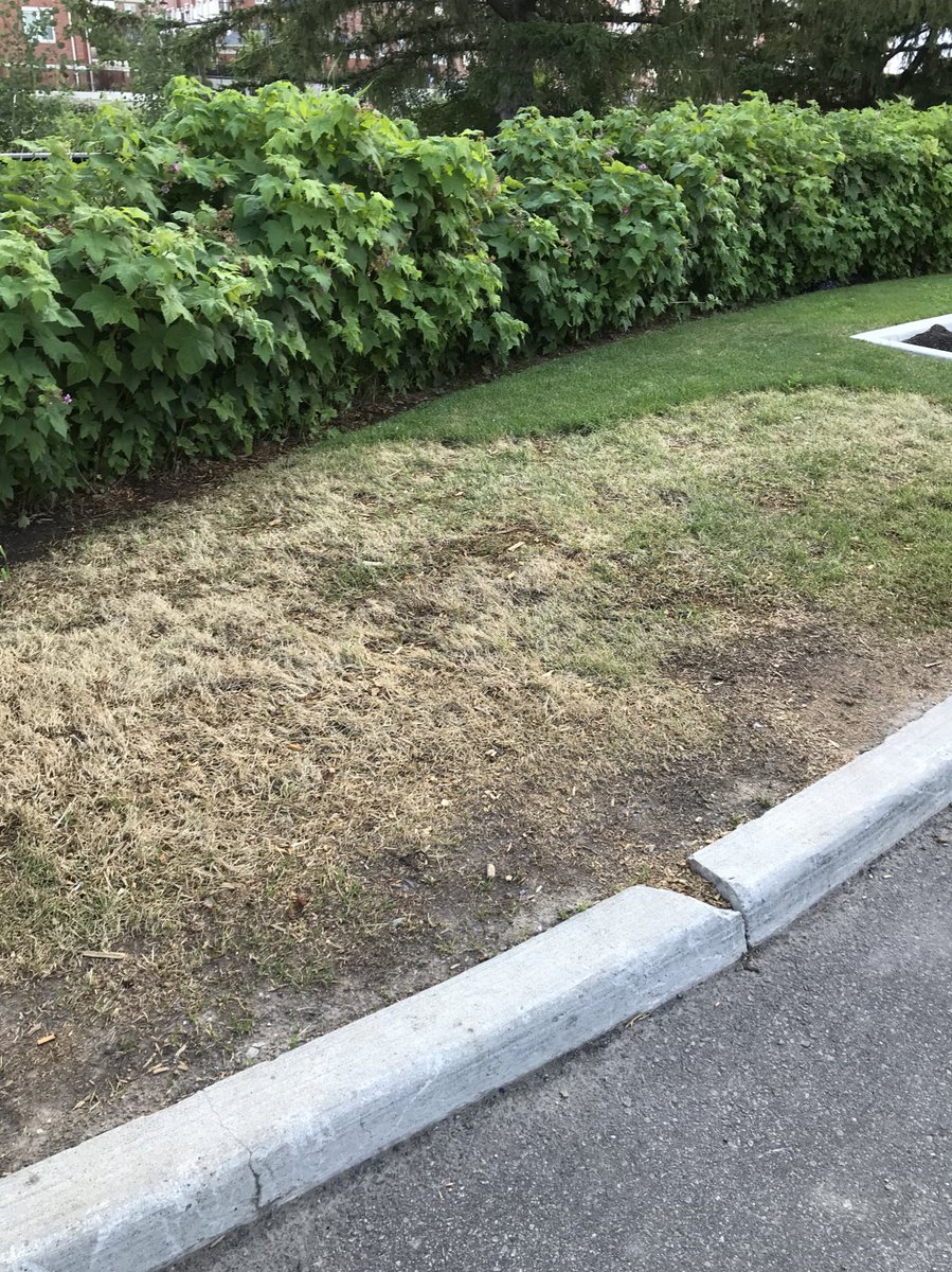 GuelphTurf's tweet photo. Today we spotted a few of these bare spots in residential neighbourhoods. Any guesses as to what is causing this? Answers to follow. #TurfDetective #TurfProblems #LawnCare #DeadGrass https://t.co/cdZweY8RoD
