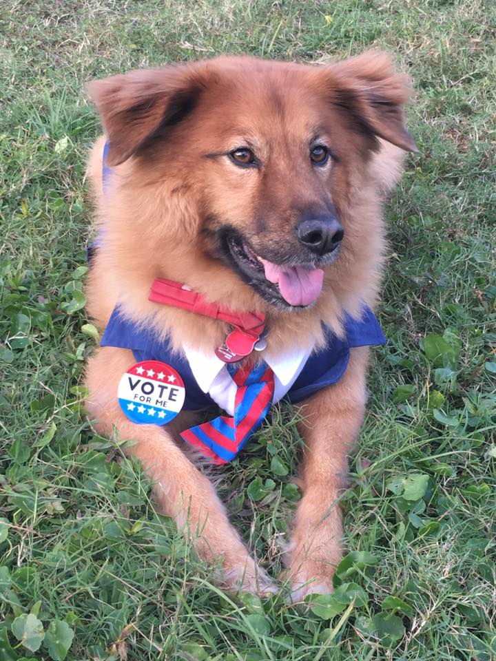 CornCommaThe's tweet image. Vote for Hank - Make America Fluffy Again #AllAmericanPetPhotoDay #Hank2020 #MAFA