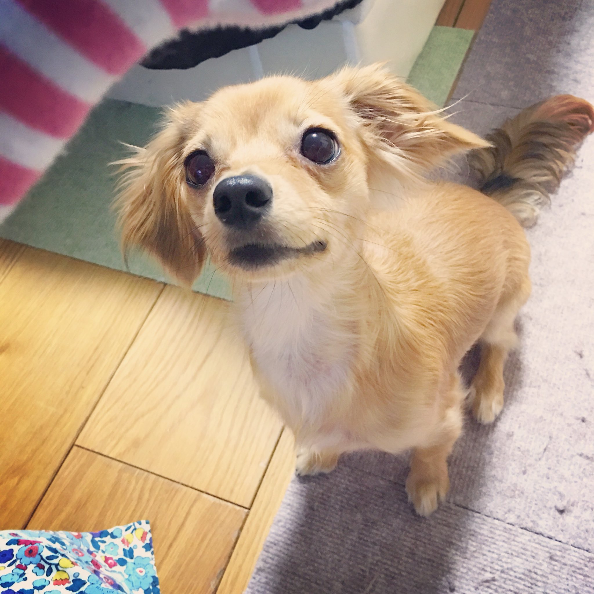 Kinako Karin チワックス Ki Na 0w0 Twitter
