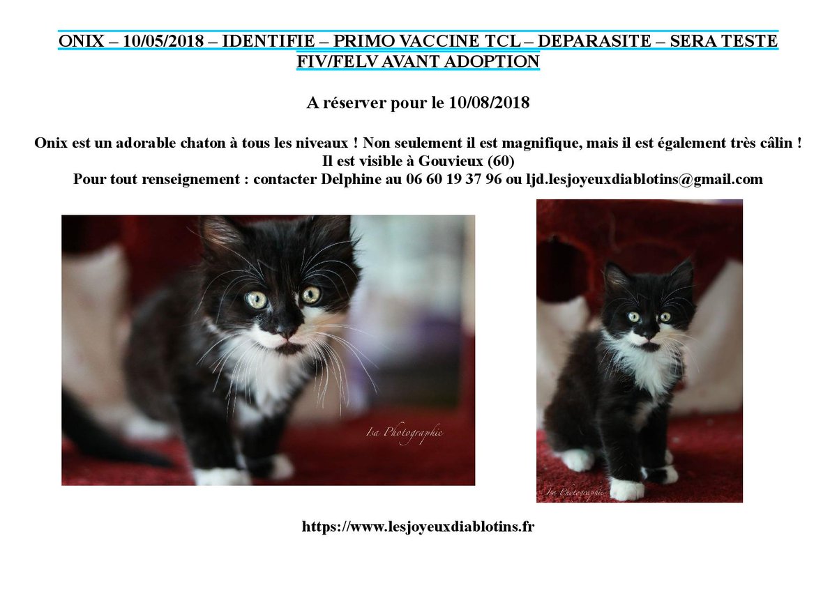 LJD_Diablotins's tweet photo. https://t.co/N7ZAfGYAPC @SecondeChance @Wamiz #AdoptDontShop #kitten #kittensofinstagram https://t.co/MLPlWEpaxt