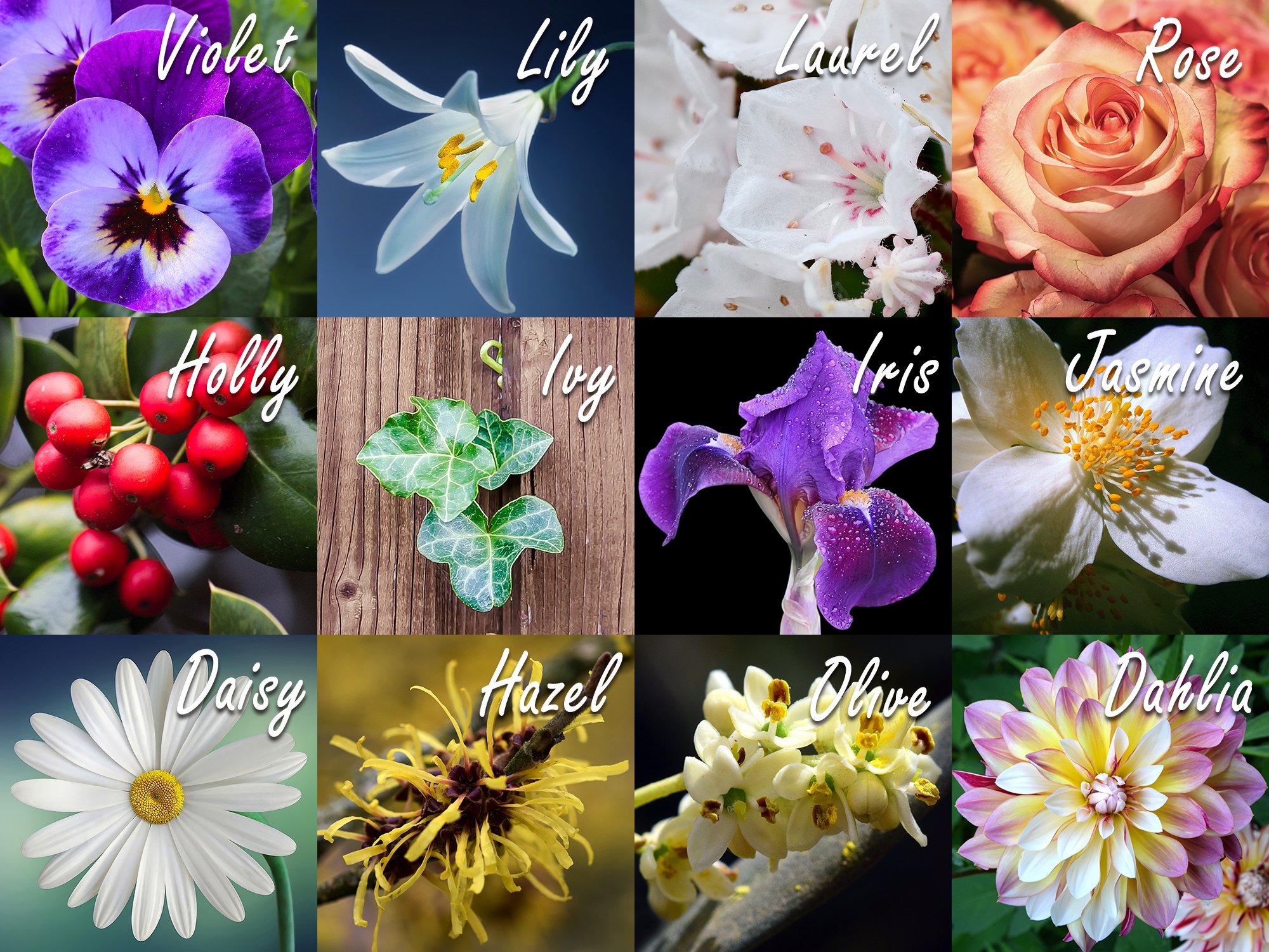 List Of Flowers With Pictures And Meanings / List of Flower Names With ...