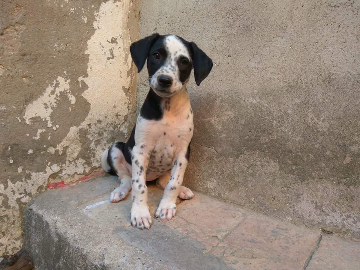 ¡Venga! Voy a contar hasta 3:
1...
2...
Y 3...

¿Ya? ¿Todavía no? ¿No te ha dado tiempo a enamorarte de todas sus manchas?

Esta preciosidad se llama #Maya como la abeja y no viene sola, tiene un hermano al que hemos llamado #Willy.