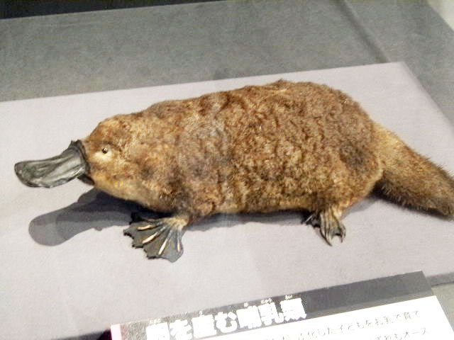 icoca_world こちらが上野国立科学博物館のカモノハシです 科博は