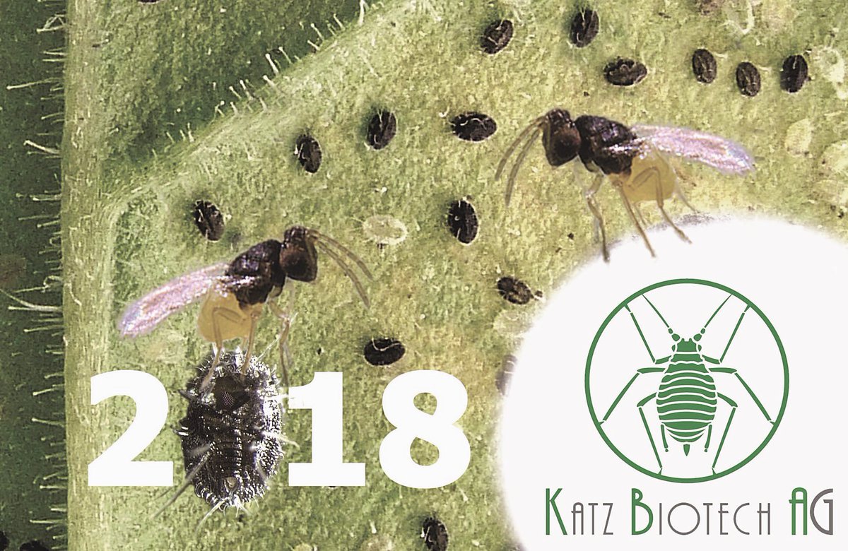 Von Beginn an stand das Jahr 2018 im Zeichen der Encarsia formosa. Jetzt  im Hochsommer kommt auch wieder unsere Sommeraktion zu diesem  zuverlässigen Nützling gegen Weiße Fliege. Schauen Sie vorbei: katzbiotech.de #jahrderencarsia #insectswetrust