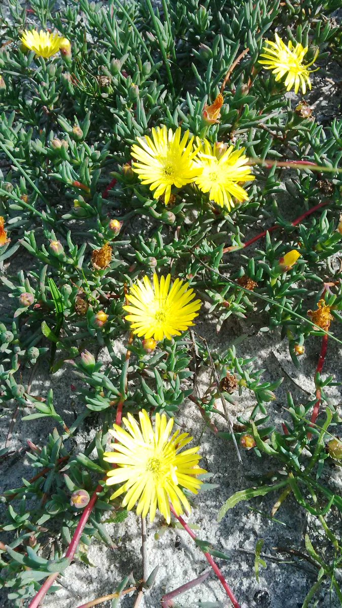 Dandelion Flower Meaning In Tamil Best Flower Site