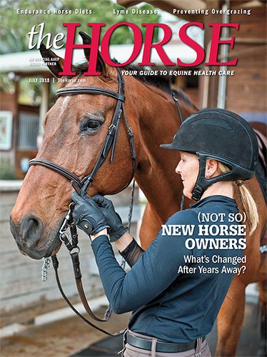 The Horse tweet media