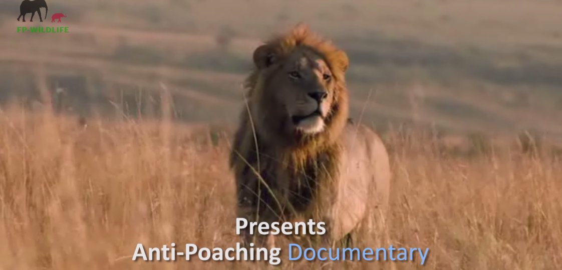 Fp_wildlife's tweet photo. Dear Animal lovers, Help us film this Anti Poaching program designed to motivate and inspire our fellow local community members in Tanzania &amp; Africa to get involved in Wildlife conservation and protection.Go to https://t.co/1hJQM499Sr and help.#AnimalRights https://t.co/ZKZn5GJW3j