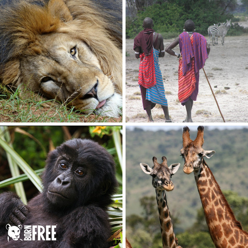 BornFreeFDN's tweet photo. This week, Born Free is attending #HLPF2018 to ensure governments do not leave wildlife behind in the implementation of the Sustainable Development Agenda. Animal care, protection, &amp; conservation are key in achieving the #UN #GlobalGoals. #SDGs #2030Agenda #LeaveNoAnimalBehind https://t.co/6aBqOa2Ba4