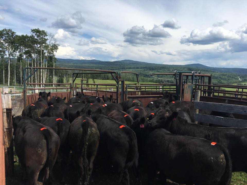 ESTROTECT's tweet image. ESTROTECT: The Ultimate Heat Check 🔥✔️