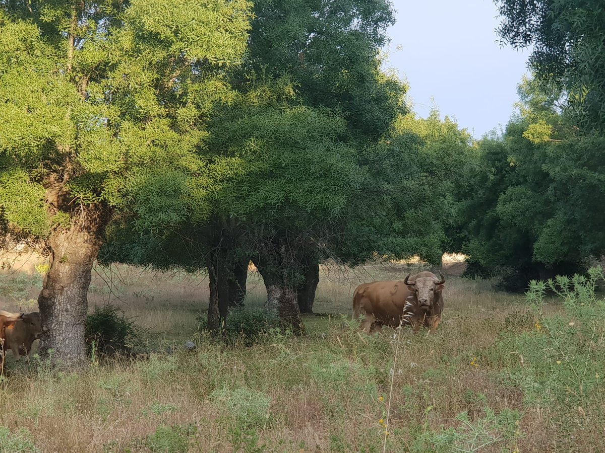 GuiadasFinca's tweet photo. No te lo puedes perder.
https://t.co/PskA6oulOj
#visitaeltoroenelcampo https://t.co/2KyysWpjP1