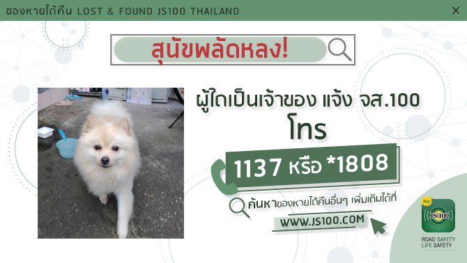 js100radio's tweet image. สุนัขพลัดหลง พันธุ์ปอมเมอเรเนียน เพศผู้ ผู้ใดเป็นเจ้าของ แจ้ง JS100 โทร *1808 หรือ 1137
js100.com/en/site/lost_f…