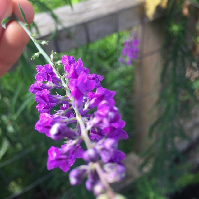 sarahkclement's tweet image. Let’s get out into the sunshine and sketch!🌸My next workshop is happening Saturday July 21st. Botanical Sketching at VanDusen gardens ! 😊
.
.
Click the link in my profile or bit.ly/2m5L9FF
.
.
.
.
.
.
 #sketching #learntosketch #botanicalworkshop #vancouver #artwor…