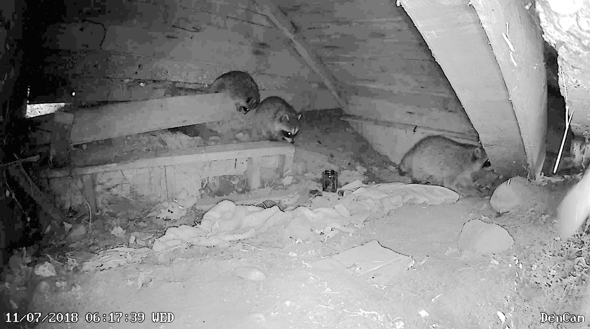 DenCamLive's tweet image. WE HAVE BABY RACCOONS! We repeat.... baby raccoons!! 🎉👶