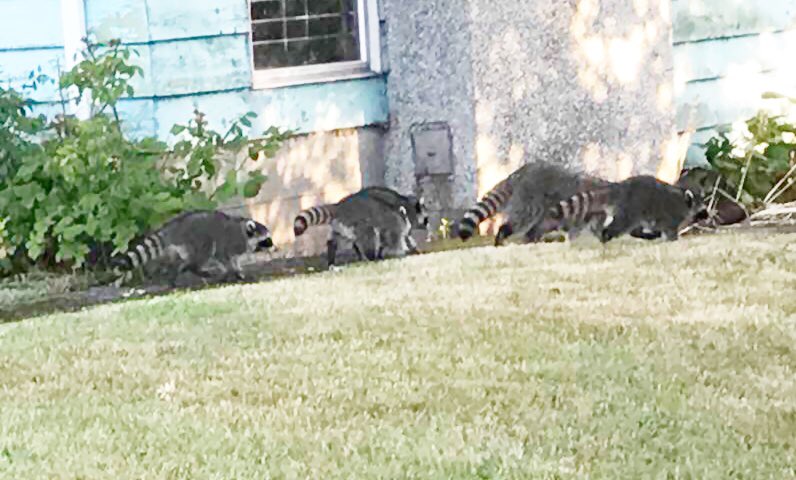 DenCamLive's tweet image. WE HAVE BABY RACCOONS! We repeat.... baby raccoons!! 🎉👶