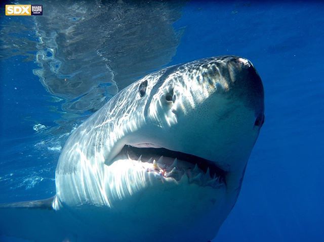 Shark week is coming for you! #shark #sharkweek #sharkweek2018 #discoverychannel #guadalupe #greatwhiteshark #gopro #greatwhite #savesharks #savetheseas #saveourseas #sharks #ocean #concervation #sdx #sharkdivingxperts #sharkdiving instagram.com/p/BlGGBD2Adpz/