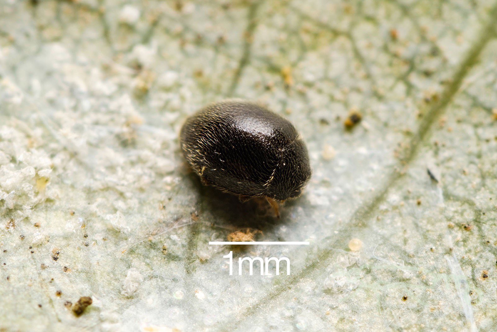 Mouuuusa ヤナギ類の葉裏に黒いテントウムシ テントウムシハンドブックを見てハダニクロヒメテントウ 確かにハダニはまわりにたくさんいる 幼虫 蛹 脱皮直後の順に見つけました T Co 2bqjyujl4u Twitter