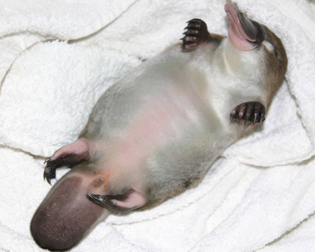 platypus feet venom stinger platypus feet venom stinger