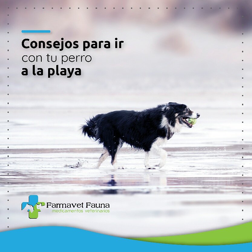 FarmavetFauna's tweet photo. No nos olvidemos que nuestros amiguitos también tienen necesidades específicas y que no distan mucho de las nuestras. Así que ten en cuenta estos breves consejos para ir con tu perro a la playa 👉 https://t.co/YgiietFi5X
#Playa #VeranoConMascotas #PerroSaludable https://t.co/UJYG6Scvn7