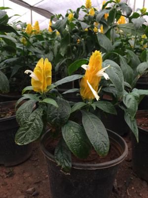 _plantwriter's tweet photo. Golden Shrimp Plant is a also known Pachystachys Lutea. Golden Shrimp Plant is subtropical evergreen shrub. Buy This plant online from us with shipping all over India.
#shrimp #plants #plantbased #plantation 
https://t.co/RVkZx8I6pY https://t.co/ZbXdZJhJ2I
