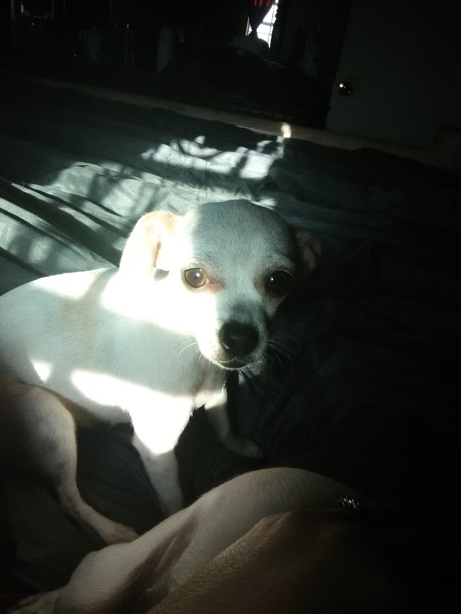 CJBrenan75's tweet photo. #MollyMouse #AllAmericanPetPhotoDay https://t.co/5AO9UH1T9e