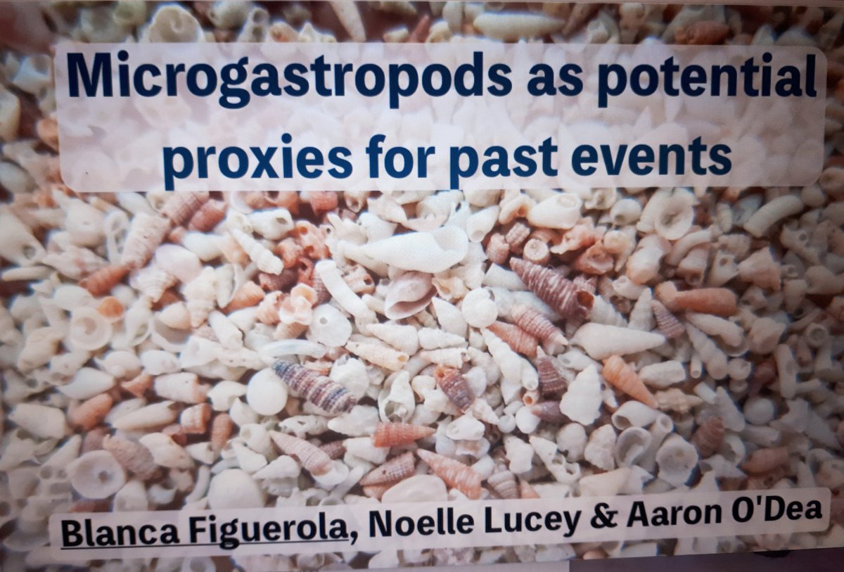 BlancaFiguerola's tweet image. Are you interested to know about our preliminary results on #microgastropods as proxies for #environmentalchanges? Come to my talk tomorrow thursday at room 105! #IPC5 @IPC5_france @odealab @noellelucey @stri_panama @senacyt #conservationpaleoecology #Caribbeansea