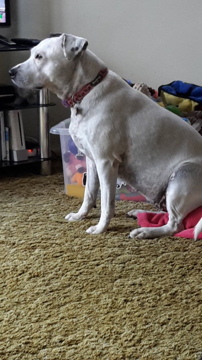 Penny_theDog1's tweet photo. Me, staring out of the window, waiting for the weekend to come back #waitingfortheweekend #humpday #SadEyes #dogs #dogslife #dogsoftwitter #cuteanimals @The_Blue_Cross @DogsTrust https://t.co/NkX4dIIRSl