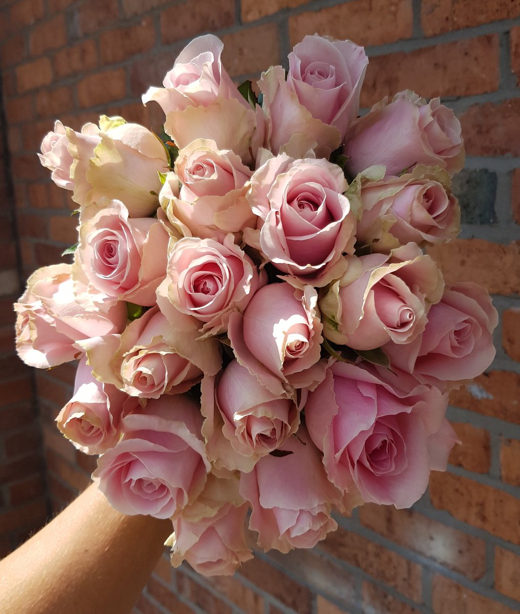 theflower_co's tweet photo. Do Wednesdays really get any better!! 🌹 these stunning roses are to be used in a wedding this weekend. 
.
.
.
#roses #wedding #weddingwednesday #weddingflorist #nantwich #pink #Cheshire https://t.co/6oZ35iiOSi