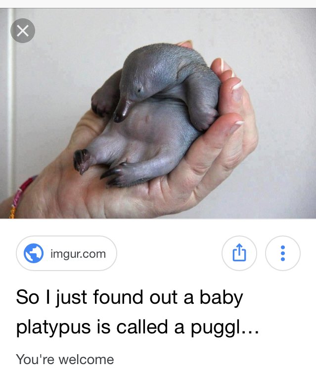 Also baby platypuses are not referred to as "puggles." 