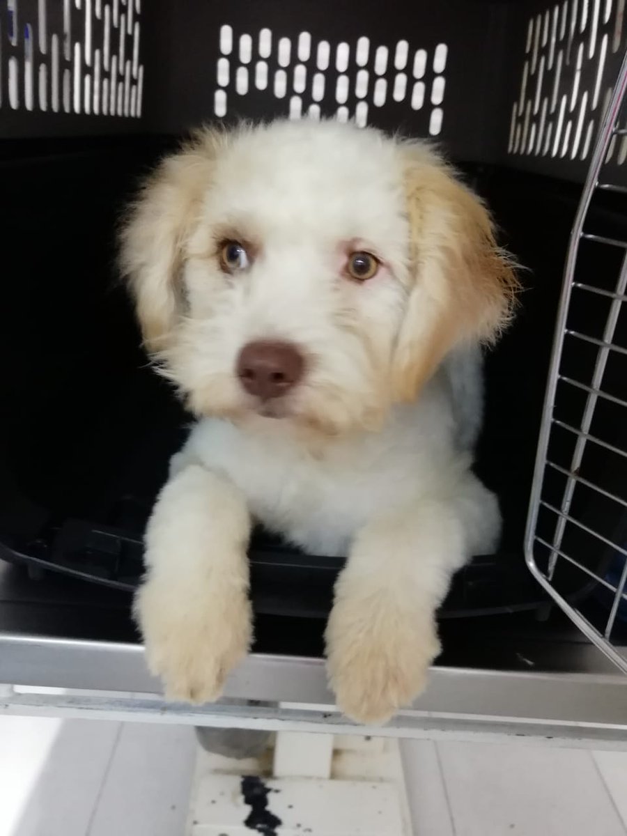 jennlome88's tweet image. Por favor ayuden a difundir. Esta pequeña necesita un hogar en donde la quieran y la cuiden, es súper amorosa, tiene 8 meses, se entrega esterilizada, vacunada y desparacitada; se encuentra en la CDMX. Quien quiera adoptarla por favor contacto en 5539805373 🐕🐕🐕 muchas gracias