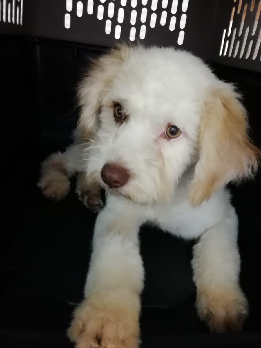 jennlome88's tweet image. Por favor ayuden a difundir. Esta pequeña necesita un hogar en donde la quieran y la cuiden, es súper amorosa, tiene 8 meses, se entrega esterilizada, vacunada y desparacitada; se encuentra en la CDMX. Quien quiera adoptarla por favor contacto en 5539805373 🐕🐕🐕 muchas gracias