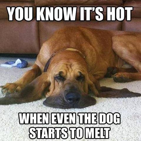 Call us at 636-530-0070 if you need help with your AC! We wouldn't want you and your dog to melt. #HVACMeme #ACService