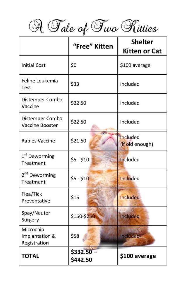 Please adopt a rescue car or kitten.