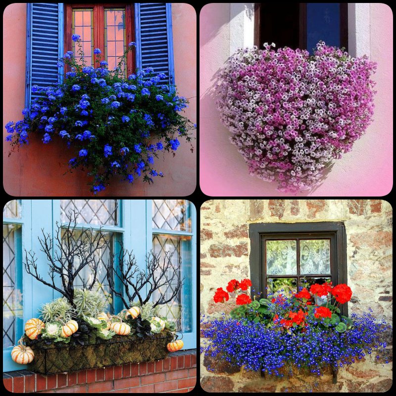 CoopersmithSon's tweet photo. What flowers do you use in your window boxes? #WindowBox #Floral #Gardening https://t.co/NwZYRMEA5n