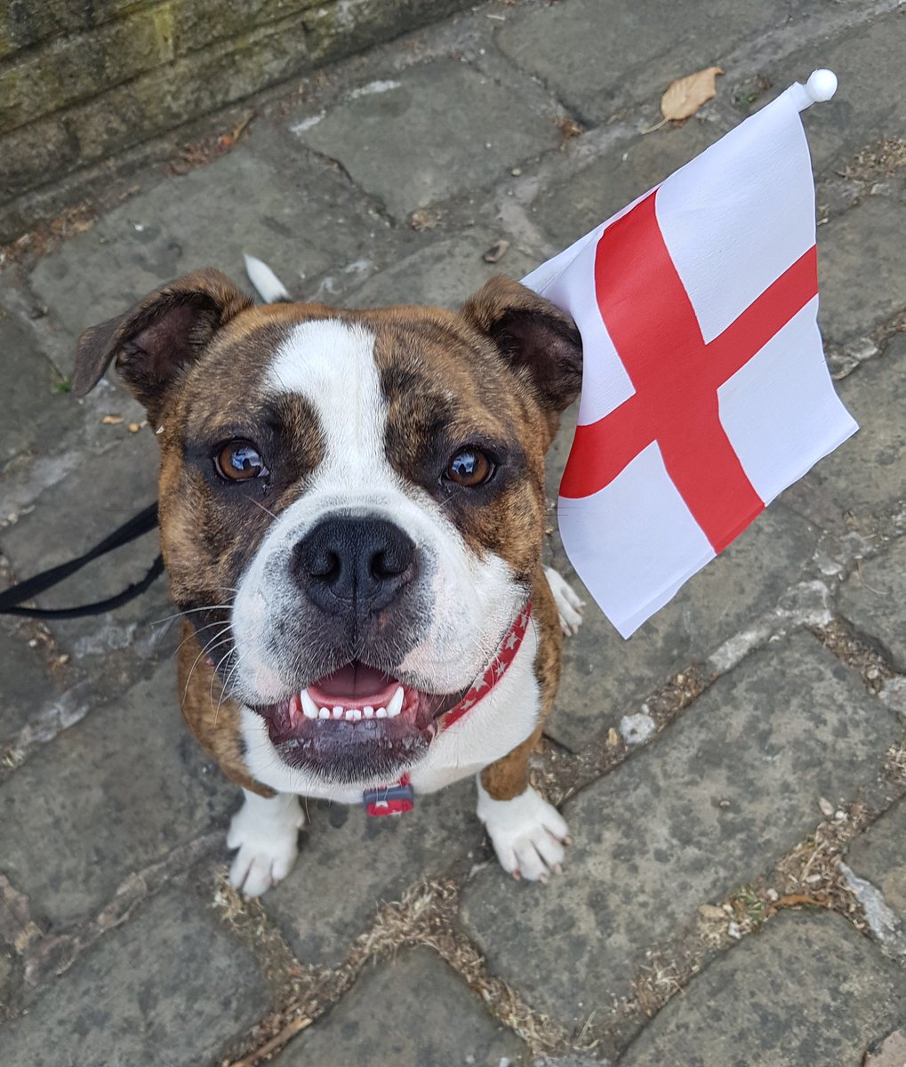 RSPCAhx's tweet photo. Herbert's ready for tonight's match and says #ItsComingHome!!!! And Herbert is looking for a home too!!! Find out more about him at https://t.co/8ZIwc1RPYc https://t.co/7q2qXRSiU2