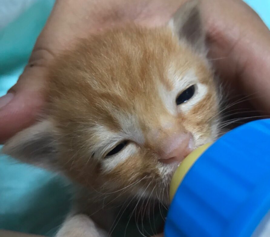 nemunemuzzzzzz's tweet photo. 2匹の子猫を保護しました。この暑さの中、半日以上鳴き続けていたためもう親猫は来ないかなぁと思い保護しました。生後2週間くらい。ミルクを飲んでいます。我が家では飼えないため、里親さんを探しています。四日市付近で誰かいませんか？
#子猫
#里親募集 
#四日市
#拡散希望 https://t.co/YY4zBh1VTJ
