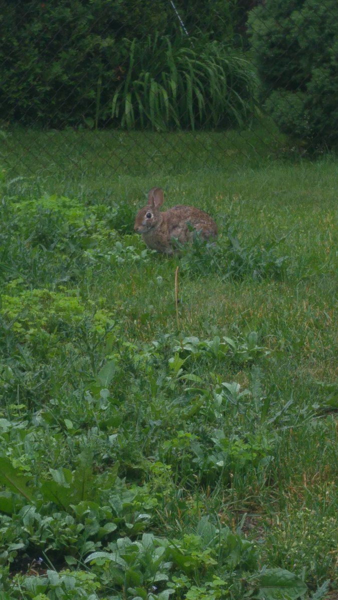sigmaeight's tweet photo. Hoppy #WildlifeWednesday! https://t.co/eXaySFrP32