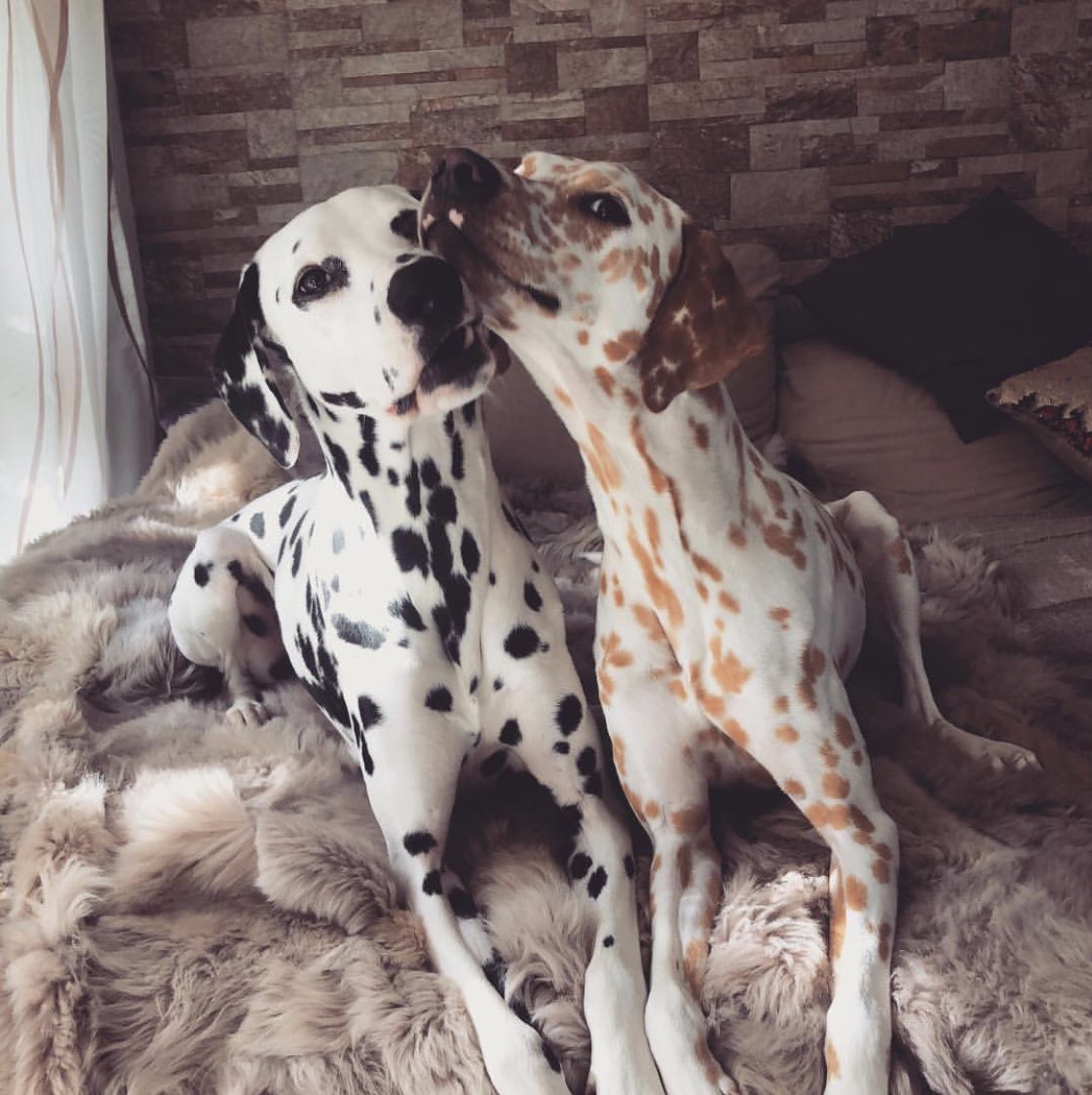 dog_rates's tweet image. This is Khaleesi and Django. They’ve been together for 2 years. A perfect couple, a pupple, if you will. Both 14/10 would boop simultaneously