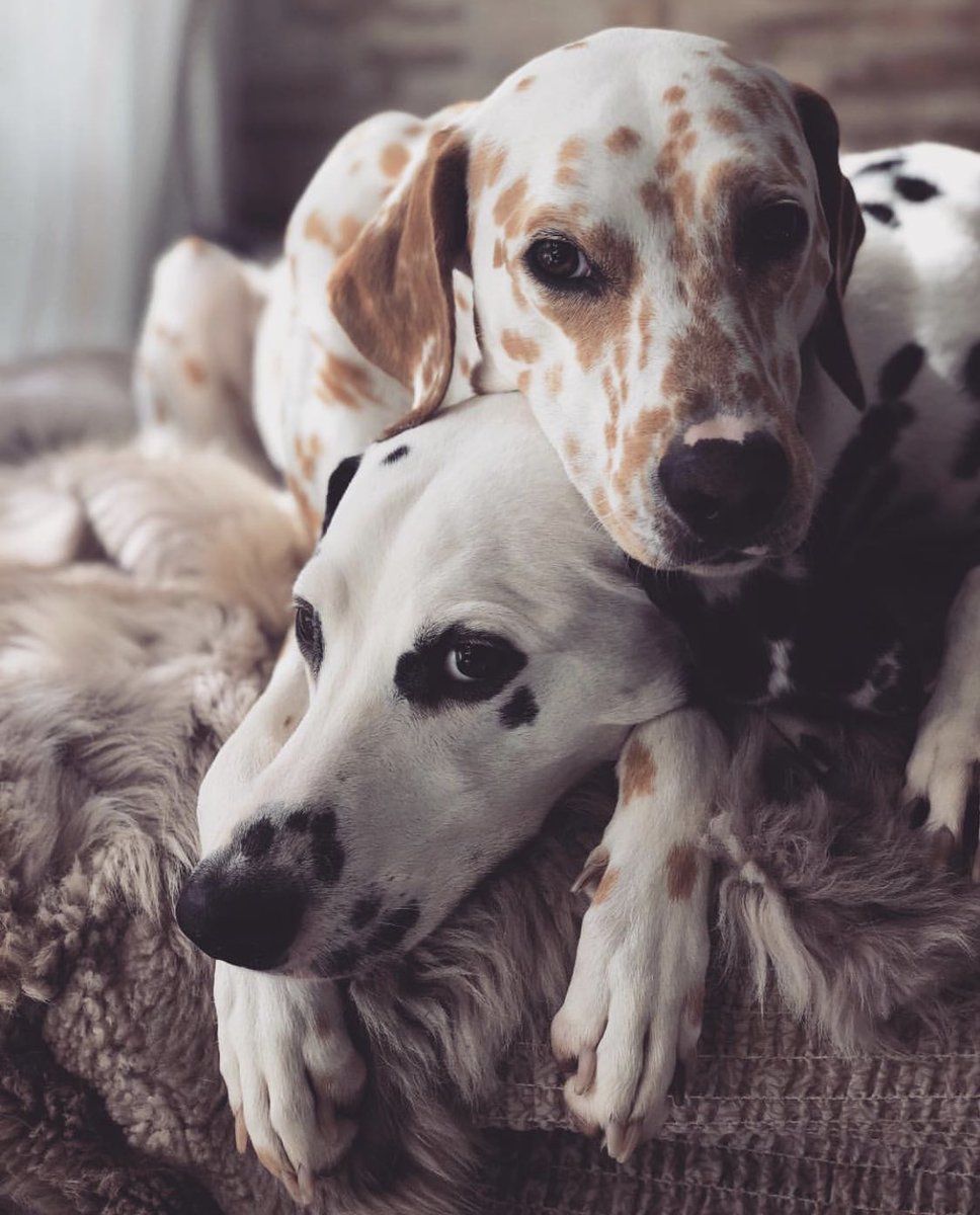 dog_rates's tweet image. This is Khaleesi and Django. They’ve been together for 2 years. A perfect couple, a pupple, if you will. Both 14/10 would boop simultaneously