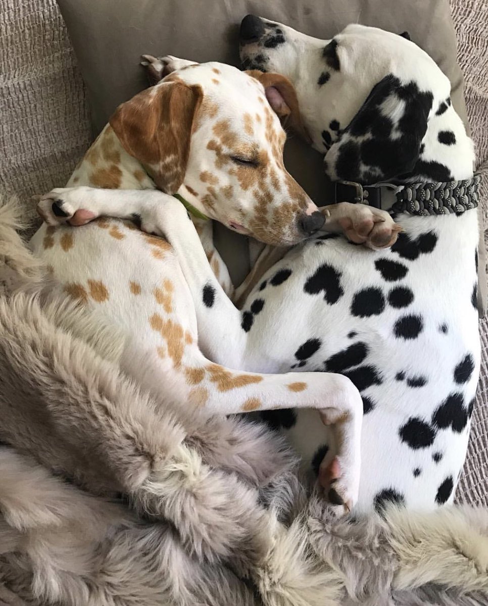 dog_rates's tweet image. This is Khaleesi and Django. They’ve been together for 2 years. A perfect couple, a pupple, if you will. Both 14/10 would boop simultaneously