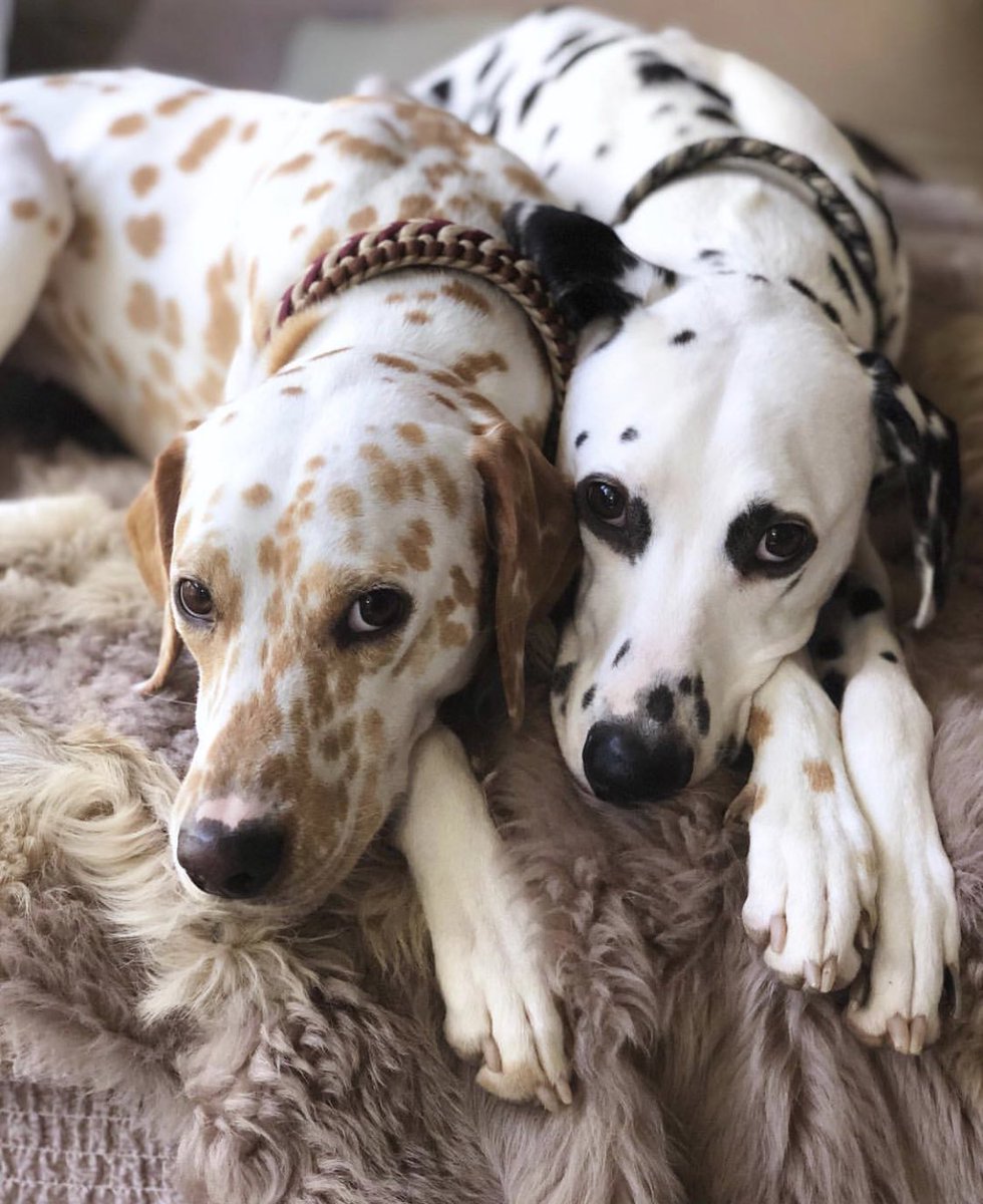 dog_rates's tweet image. This is Khaleesi and Django. They’ve been together for 2 years. A perfect couple, a pupple, if you will. Both 14/10 would boop simultaneously