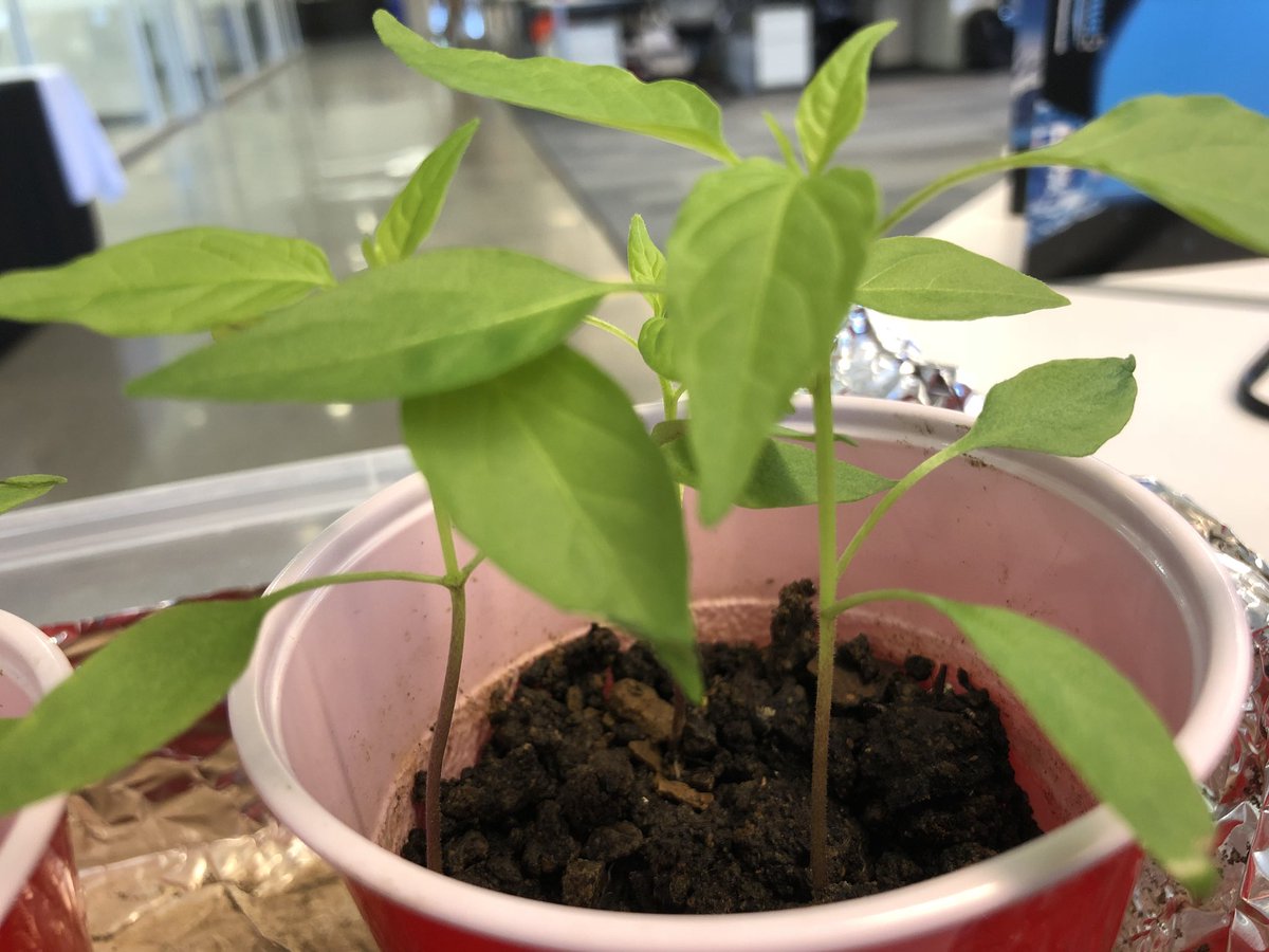 SamEathington's tweet photo. Been wanting to try my hand at shishito peppers for a while. Got a late start, but going in the garden after a quick stop at @climatecorp #STL office. #gardening #plantbreeding #climatelife #shishito https://t.co/pjxsv4xGhl