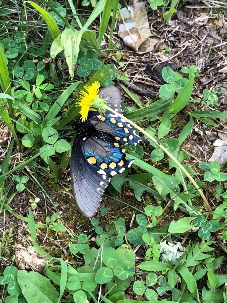 GetActiveandOut's tweet image. Nothing like bumping into a little friend as you take on the wild!  Check out ActiveandOutdoors.com for all your gear!

#camping #hiking #hikingadventures #outdoors #outdoorsadventure #adventure
#adventuretime #adventureawaits #outside #outdoorfamilies #outdoorfun #backpacking