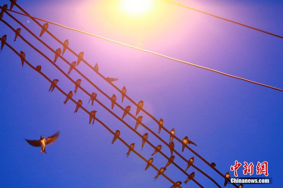 中國新聞社on Twitter 大群燕子 夜宿 广西柳州小区电线 变身 五线谱 7月11日夜幕降临时 成千上万只燕子汇集到广西柳州市金竺花苑小区 整齐地排列在数条电线上 犹如五线谱一般 吸引过往民众驻足观看