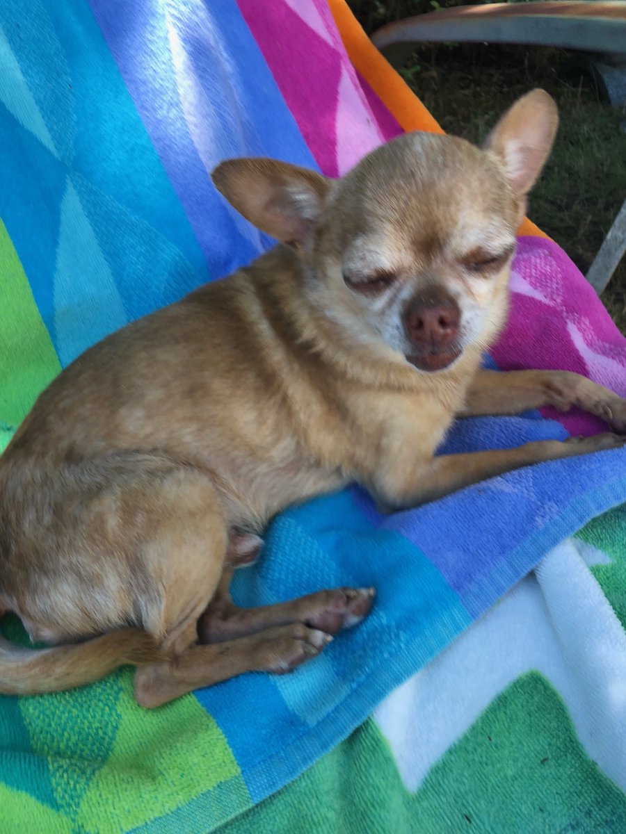 Today is National All American Pet Photo Day! Our team has some pretty cute pets!