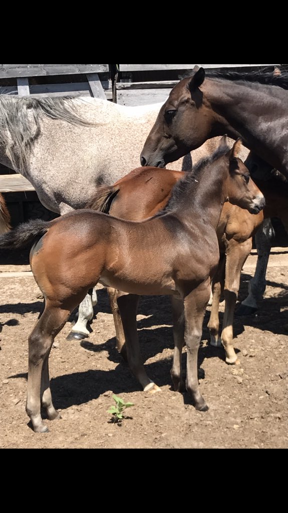 Carlson1977N's tweet photo. Big sis. Lil bro. All ages of horses for sale at all times. #petebecker https://t.co/tQ31Y1FBrT