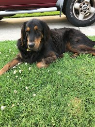 vasandog's tweet photo. My best fran Bo! @pmcl67 #AllAmericanPetPhotoDay https://t.co/PYuOYHH7uW