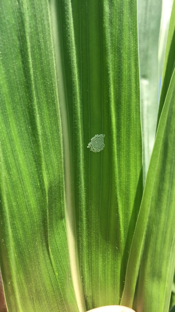 They’re here in Northeast Nebraska. Get out in those fields and scout #westernbeancutworm #eggmass