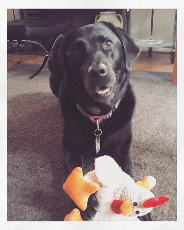 A note from filmmaker Marty Zied’s dog Mabel, “Don’t be a chicken! Contribute Today!!”🎬
91% funded w/ 9 hours to go!
indiegogo.com/projects/editi…