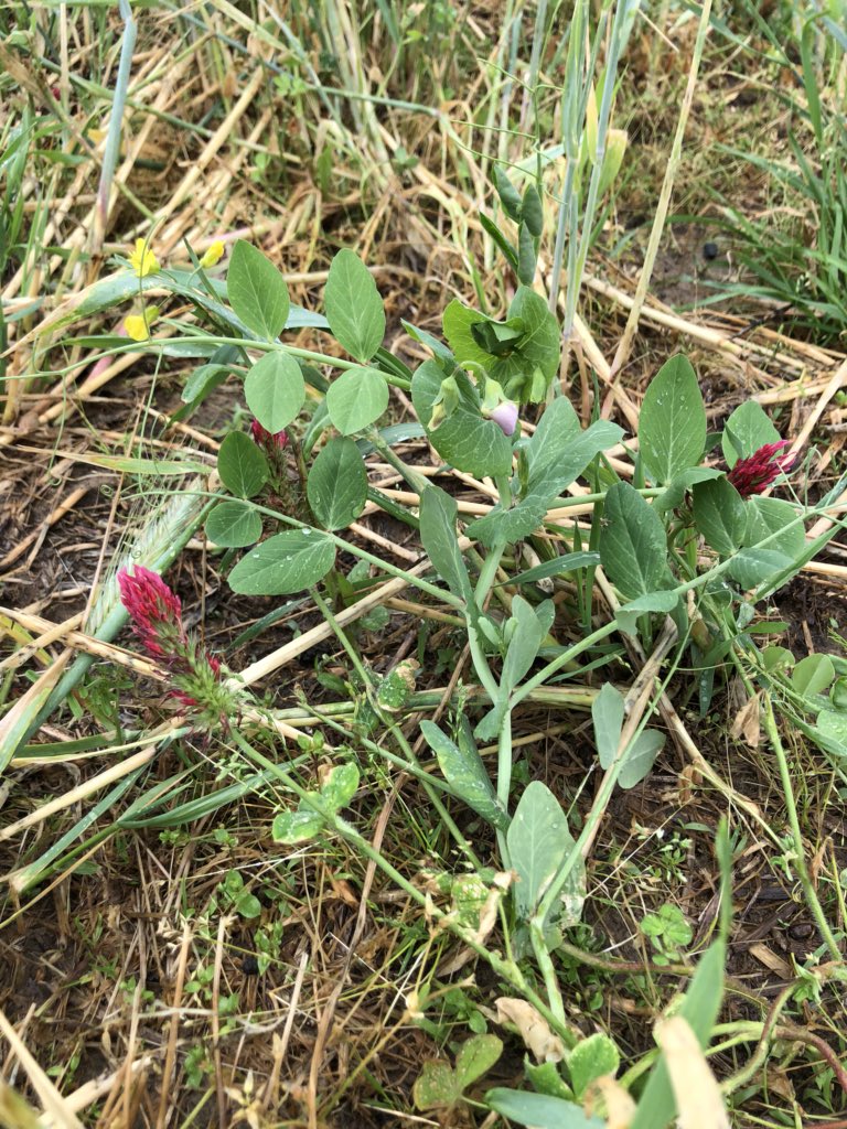 LThompsonMDAg's tweet photo. Trey Hill telling the #CTICTour about planting green and I happen to have this pic of his 10 species cover crop with corn growing #4Rplus @ctic_tweet https://t.co/AIptAFRn57