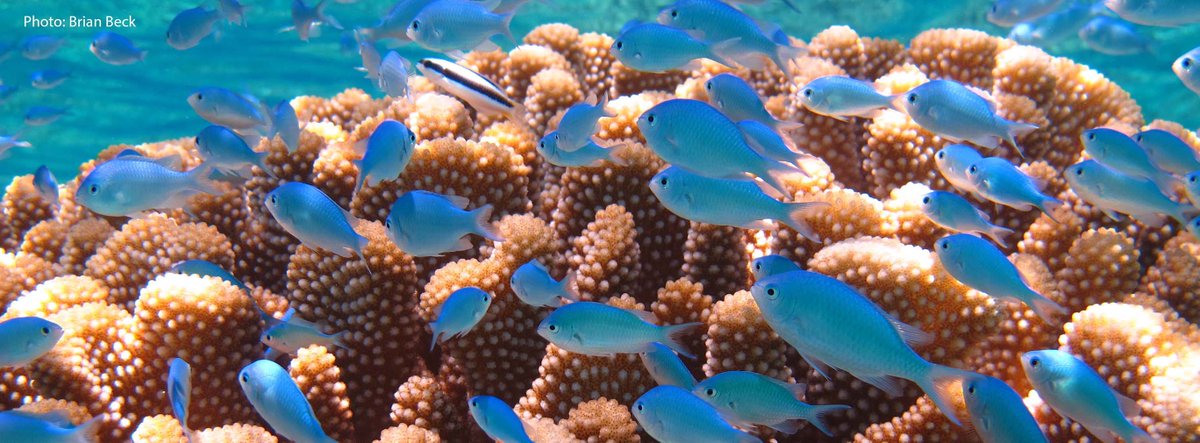 It’s official! — this past week Hawaii passed the first ever ban of its kind, on reef-harming sunscreens. For those looking for reef-friendly sunscreen options, check out our great partners #TropicSport >> surfrider.org/coastal-blog/e…